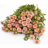 30 Samen Der Bezaubernden China Aster Matsumoto Apricot 30 Samen Der Bezaubernden China Aster Matsumoto Apricot von MyGardenSeed