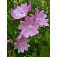 30 Samen Der Stockrose | Malva Moschata Pink von MyGardenSeed