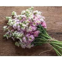 30 Samensamen Samen - Katz Kirschblüte, Matthiola Incana von MyGardenSeed