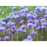 35+Samen Der Jasione Perennis "Blue Light' Samen Seltenen Blumen 35+Samen Der Jasione Perennis "Blue Light' Samen Seltenen Blumen von MyGardenSeed