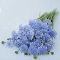 35 Lacy Lavender Bluedidiscus Samen von MyGardenSeed