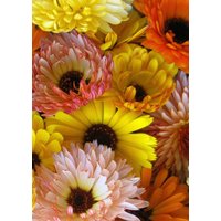 35 Samen Doppel-Calendula Fiesta Gitana Mix 35 Samen Doppel-Calendula Fiesta Gitana Mix von MyGardenSeed