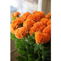 35 Samen Orange Queen Hahnenkamm Celosia Cristata Einjährig von MyGardenSeed