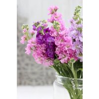 40 Samen - Mix Matthiola Incana von MyGardenSeed