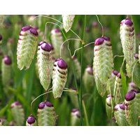 50+Samen Zittergras Briza Maximaa 50+Samen Zittergras Briza Maximaa von MyGardenSeed