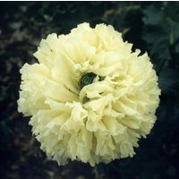 50 +50 Samen Papaver Paeoniflourum Gelbe Pfingstrose Mohnblume von MyGardenSeed