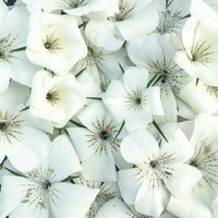 50 +60 Samen Der Bezaubernden Agrostemma Githago Perle Weiß 50 +60 Samen Der Bezaubernden Agrostemma Githago Perle Weiß von MyGardenSeed