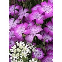 50 +60 Samen Der Bezaubernden Agrostemma Githago Purple Queen 50 +60 Samen Der Bezaubernden Agrostemma Githago Purple Queen von MyGardenSeed