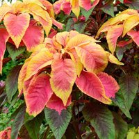 50 Samen Amaranthus Samen - Tricolor von MyGardenSeed
