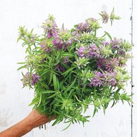 50 Samen Bienenmelisse Zitrone Bergamotte Monarda Citriodora von MyGardenSeed
