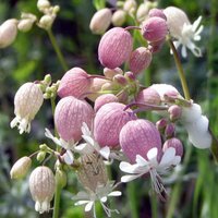 50 Samen Blad Lichtnelke Silene Latifolia Blanche White - Mehrjährig von MyGardenSeed