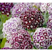 50 Samen Dianthus Barbatus, Weißer Flieder Sweet William Groß - Mehrjährig von MyGardenSeed