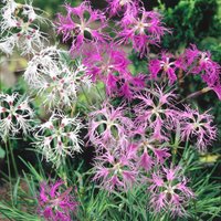 50 Samen Dianthus Superbus Gemischt von MyGardenSeed