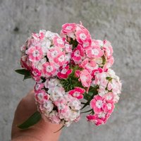 50 Samen Dianthus - Sweet William Mix von MyGardenSeed