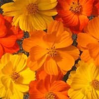 50 Samen Kosmos - Sulphur Bright Lights Mix Einjährig von MyGardenSeed