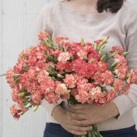 50 Samen Nelke | Dianthus Caryophyllus Chabaud Avranchin Apricot-Peach - Biennale 50 Samen Nelke | Dianthus Caryophyllus Chabaud Avranchin Apricot-Peach - Biennale von MyGardenSeed