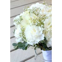 50 Samen Nelke | Dianthus Caryophyllus Chabaud Ice White 50 Samen Nelke | Dianthus Caryophyllus Chabaud Ice White von MyGardenSeed