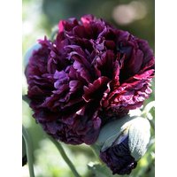 50 Samen Pfingstrose Paeoniflourum Poppy Schwarz von MyGardenSeed