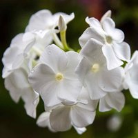50 Samen Phlox Drummondii Nana Compacta Beauty White Fragrant - Staude 50 Samen Phlox Drummondii Nana Compacta Beauty White Fragrant - Staude von MyGardenSeed