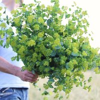 50 Stück Bupleurum "Green Gold' Rotundifolium Griffithii 50 Stück Bupleurum "Green Gold' Rotundifolium Griffithii von MyGardenSeed