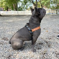 Wasserdichtes Biothane Hundegeschirr, Kein Ziehen Schritt Im Personalisieren Veganes Leder Welpengeschirr von MyLolaBear