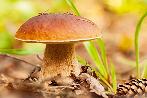 Boletus reticulatus - Mycelium - Pilzwald - Züchte deine eigenen Pilze! von Mycelium