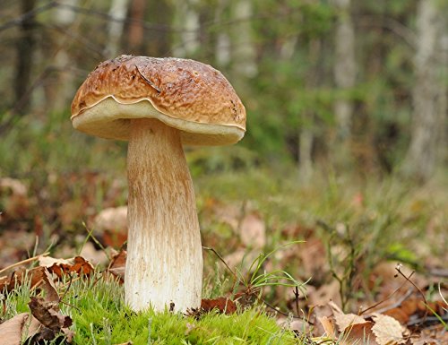 Fahler betulicola – Myzel – Pilze Forest – Grow Your Own Pilze. von Mycelium
