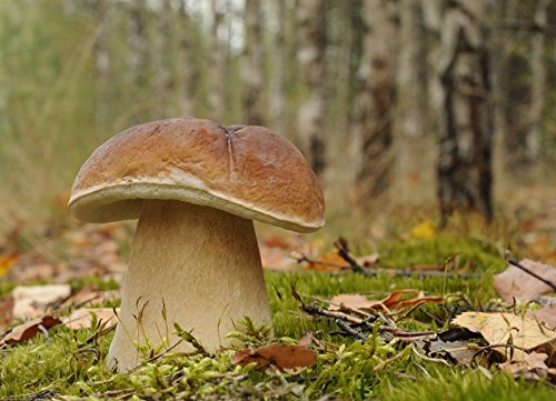 Myzel für Boletus edulis / Gemeiner Steinpilz, zum Pflanzen eigener Pilze von Mycelium