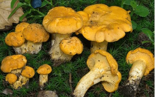 Pfifferlinge, Myze, züchten Sie Ihre eigenen Pilze von Mycelium