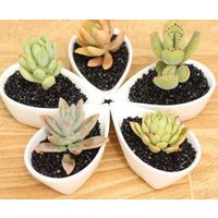 5 Wassertropfen Form Keramik Bonsai Blumentopf Sukkulenten Pflanzer Garten Liefert Wohnkultur von Myminiplants