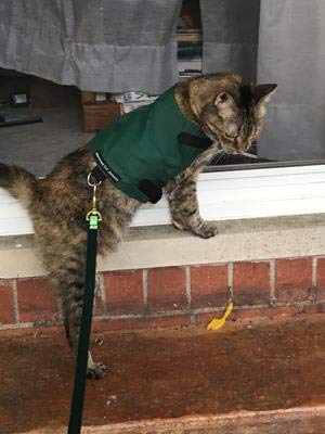 Mynwood Cat Jacket Geschirr, einfarbig, Stoff für Kätzchen oder ausgewachsene Katzen (grün, Erwachsene) von Mynwood Cat Jacket
