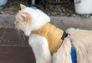 Mynwood Cat Jacket Geschirr, einfarbig, für Kätzchen oder ausgewachsene Katzen (Karamell, Erwachsene) von Mynwood Cat Jacket