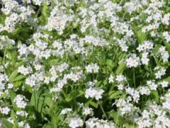 Sumpf-Vergissmeinnicht 'Ice Pearl', Myosotis palustris 'Ice Pearl', Topfware von Myosotis palustris 'Ice Pearl'