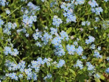 Sumpf-Vergissmeinnicht, Myosotis palustris, Topfware von Myosotis palustris