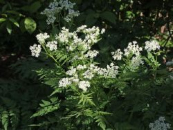 Süßdolde, Myrrhis odorata, Topfware von Myrrhis odorata