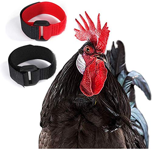 Huhn Kragen 2 STK Hahnhalsband Verstellbarer Hühnerhalsbänder Verhindern Sie Effektiv Das Krähen Von Hühnern Hahnkragen Hinweis sicher effektiv und bei korrekter Verwendung frei von Grausamkeiten von N\A