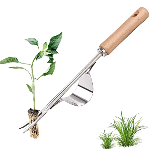 Edelstahl Unkrautstecher,Unkrautjäter Edelstahl,Garten Hand ​Weeder,Unkraut Jäten Werkzeug für Garten,Garten Manueller Weeder,jäter,Gartenarbeit Gabel mit Naturholzgriff für Graben Jäten Lösen 12,2 in von HomeDejavu