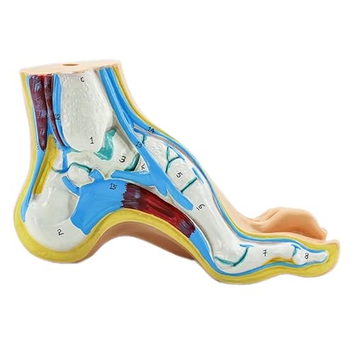 Menschliches Fußmodell Fußmuskulatur Normaler Fuß Flachfuß Gewölbter Fußmodell Fußmuskel Anatomie Modell Medizinische Wissenschaft Lehrmodell (C: Bogenfuß) von N\P