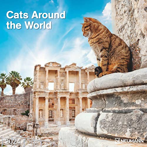 Cats Around the World 2024 - Wand-Kalender - Broschüren-Kalender - 30x30 - 30x60 geöffnet - Katzen-Kalender von N NEUMANNVERLAGE