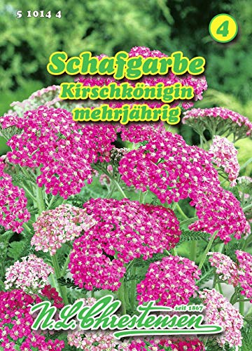 Achillea millefolium, Schafgarbe, Kirschkönigin rot, mehrjährig N.L.Chrestensen Achillea millefolium, Schafgarbe, Kirschkönigin rot, mehrjährig N.L.Chrestensen von N.L.Chrestensen