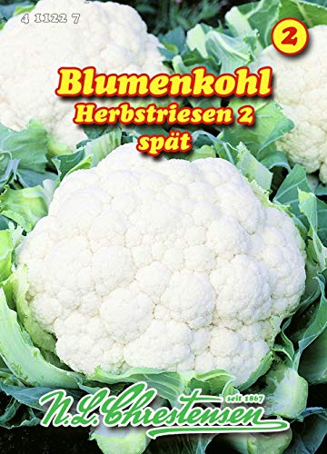 Blumenkohl, Herbstriesen 2 spät N.L.Chrestensen Samen 411227-B von N.L.Chrestensen