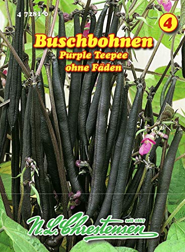 Buschbohnen, Purple Teepee, Gluckentyp früh, grün N.L.Chrestensen Samen 472810-B von N.L. Chrestensen