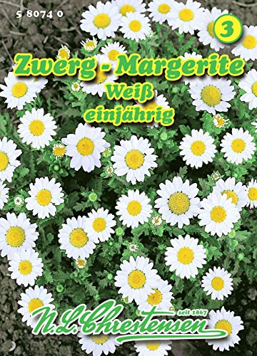 Chrysanthemum paludosum, Zwerg-Margerite weiß N.L.Chrestensen Samen von Chrestensen
