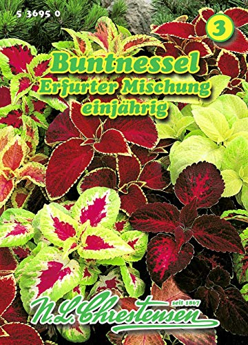 Coleus blumei, Buntnessel, Erfurter Mischung N.L.Chrestensen Samen 536950-B Coleus blumei, Buntnessel, Erfurter Mischung N.L.Chrestensen Samen 536950-B von N.L.Chrestensen