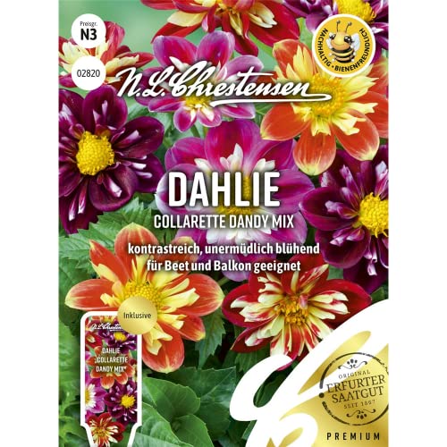 Dahlie Collarette Dandy Mix Samen, Saatgut von N.L.Chrestensen