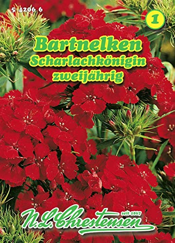 Dianthus barbarus, Bartnelken, Scharlachkönigin rot N.L.Chrestensen Samen von N.L.Chrestensen