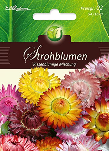 Helichrysum, Strohblumen, Riesenbl. Mg. von N.L.Chrestensen