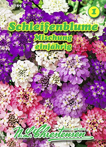 Iberis umbellata, Schleifenblume, Mischung N.L.Chrestensen Samen 547895-B von N.L.Chrestensen