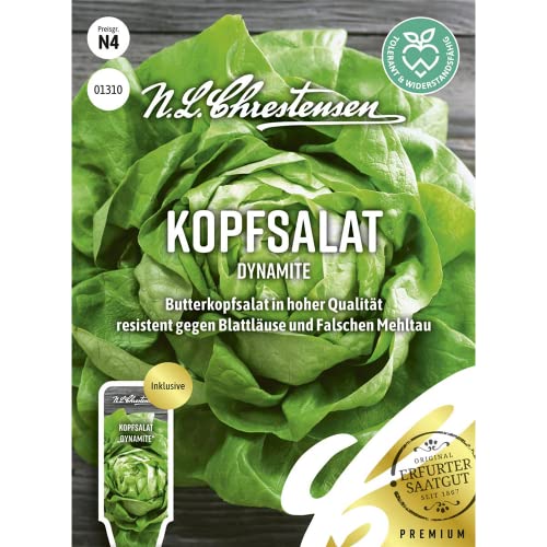 Kopfsalat Dynamite, Butterkopfsalat in hoher Qualität, Samen von N.L.Chrestensen