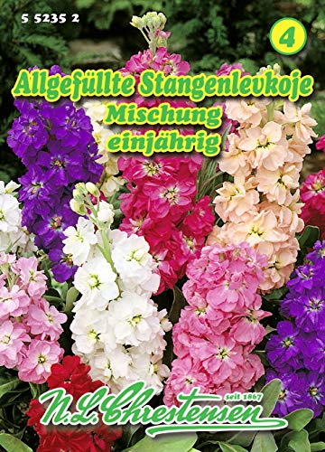 Matthiola incana, Allgefüllte Stangenlevkoje, Mischung N.L.Chrestensen Samen von N.L.Chrestensen